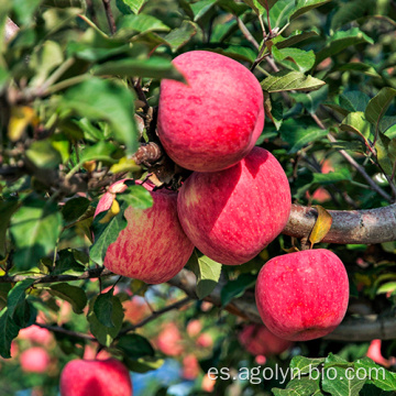 Nueva cultivo rojo Fuji Fresh Apple